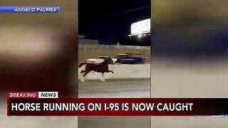 Philly cops apprehend horse, no seriously watch this video