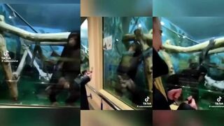 Monkey puts on a show for woman