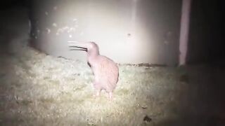 The Kiwi bird sounds absolutely terrifying