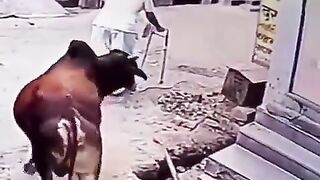 Ticked off BULL takes out grandpa and his walker