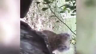 Squirrel gets nuts stuck in fence