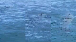 Massive shark spotted near Martha's Vineyard